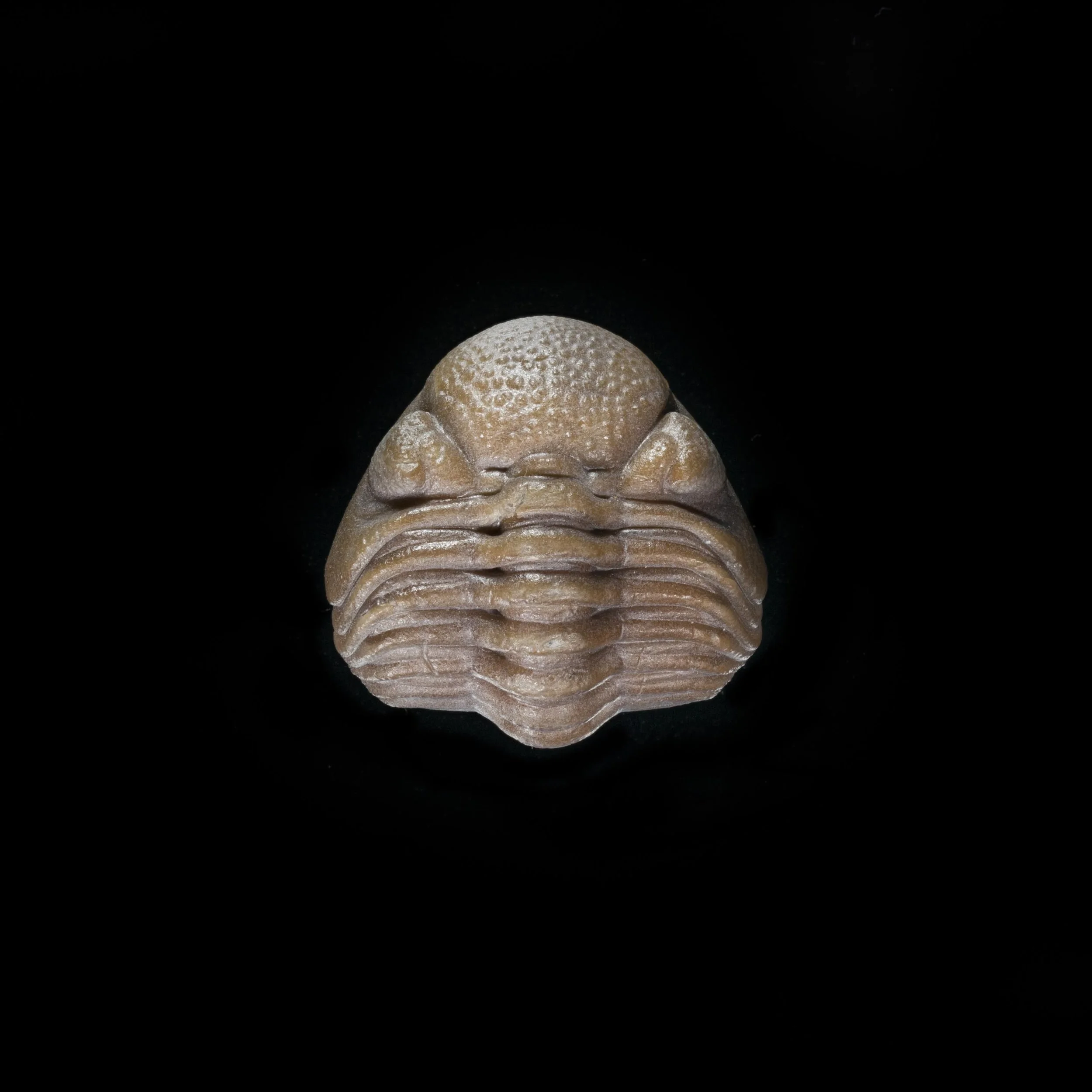 カンブリア紀 Cricocosmia jinningensis 化石 Cricocosmia jinningensis, Chengjiang Biota. Early Cambrian, Anning